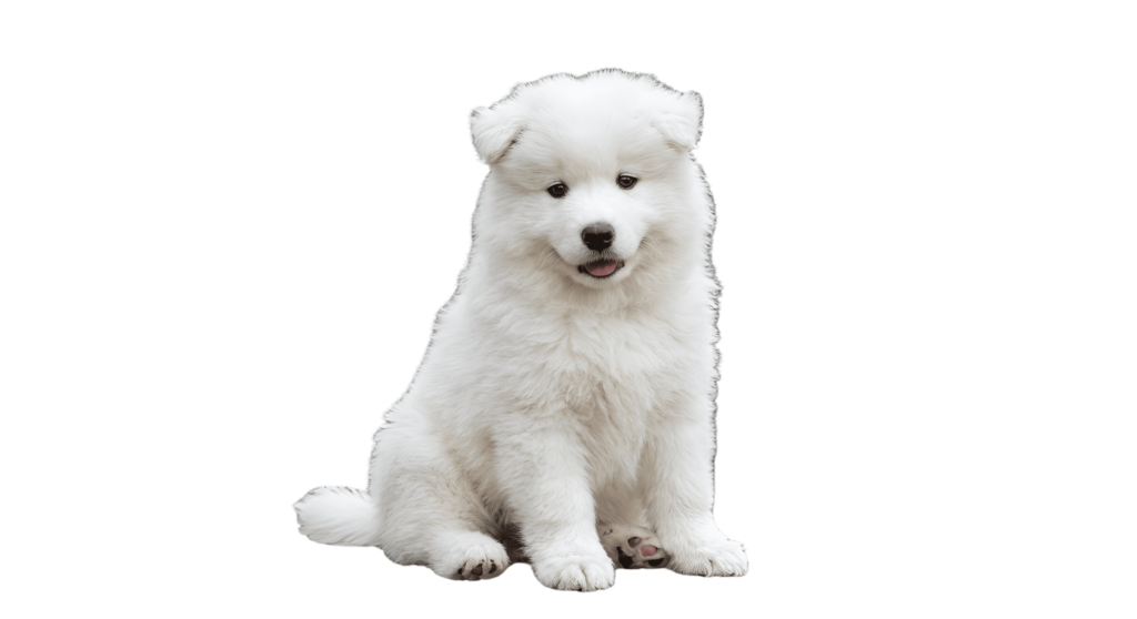 white puppy png transparent background free download